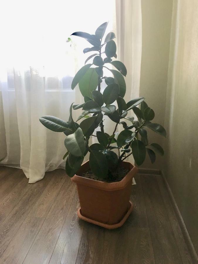 Cheap And Chic Apartment บาทูมิ ภายนอก รูปภาพ